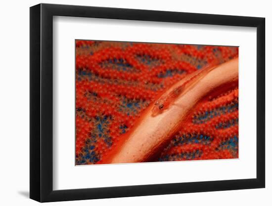 Gorgonian Goby (Braninops Amplus)-Reinhard Dirscherl-Framed Photographic Print