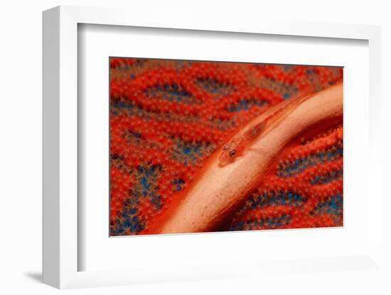 Gorgonian Goby (Braninops Amplus)-Reinhard Dirscherl-Framed Photographic Print