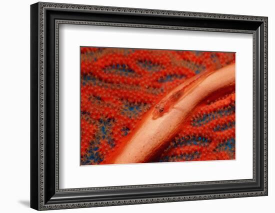 Gorgonian Goby (Braninops Amplus)-Reinhard Dirscherl-Framed Photographic Print