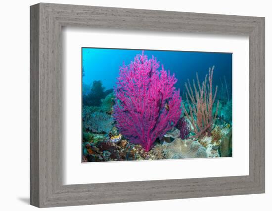 Gorgonian sea fans on coral reef at Raja Ampat, Indonesia-Georgette Douwma-Framed Photographic Print