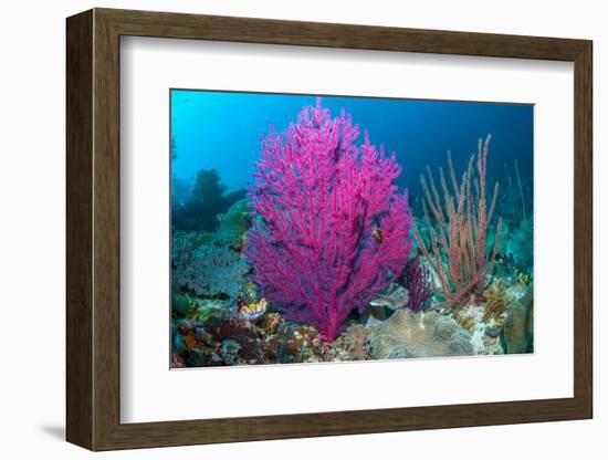 Gorgonian sea fans on coral reef at Raja Ampat, Indonesia-Georgette Douwma-Framed Photographic Print