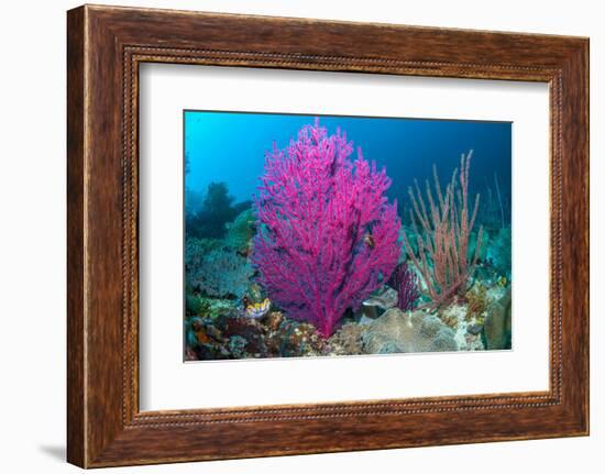 Gorgonian sea fans on coral reef at Raja Ampat, Indonesia-Georgette Douwma-Framed Photographic Print