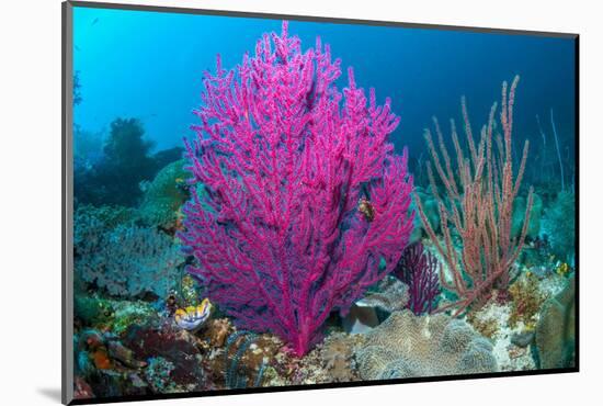 Gorgonian sea fans on coral reef at Raja Ampat, Indonesia-Georgette Douwma-Mounted Photographic Print