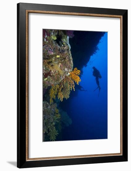 Gorgonian Sea Fans (Subergorgia Mollis) with Diver, Queensland, Australia, Pacific-Louise Murray-Framed Photographic Print