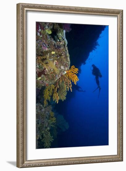 Gorgonian Sea Fans (Subergorgia Mollis) with Diver, Queensland, Australia, Pacific-Louise Murray-Framed Photographic Print