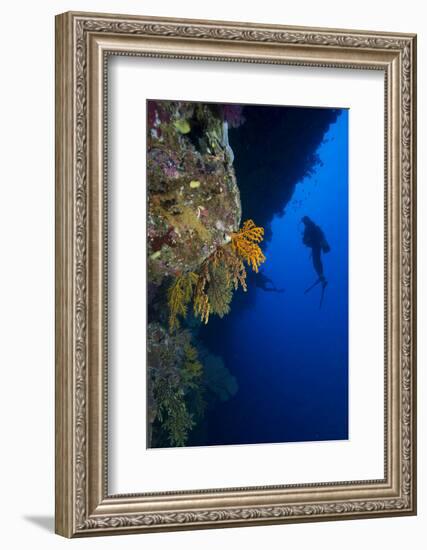 Gorgonian Sea Fans (Subergorgia Mollis) with Diver, Queensland, Australia, Pacific-Louise Murray-Framed Photographic Print