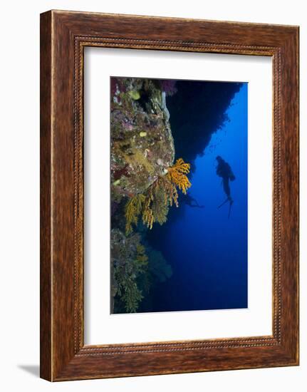 Gorgonian Sea Fans (Subergorgia Mollis) with Diver, Queensland, Australia, Pacific-Louise Murray-Framed Photographic Print