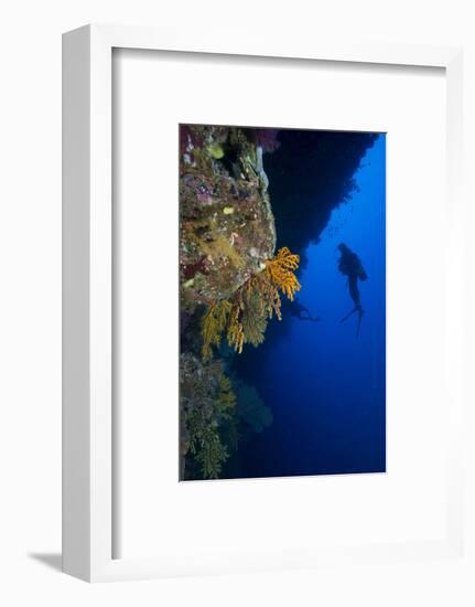 Gorgonian Sea Fans (Subergorgia Mollis) with Diver, Queensland, Australia, Pacific-Louise Murray-Framed Photographic Print