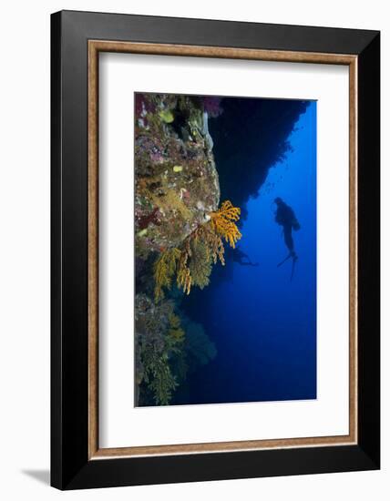 Gorgonian Sea Fans (Subergorgia Mollis) with Diver, Queensland, Australia, Pacific-Louise Murray-Framed Photographic Print