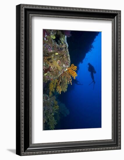 Gorgonian Sea Fans (Subergorgia Mollis) with Diver, Queensland, Australia, Pacific-Louise Murray-Framed Photographic Print