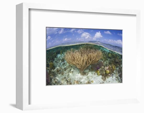 Gorgonians and Reef-Building Corals Near the Blue Hole in Belize-Stocktrek Images-Framed Photographic Print