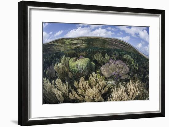 Gorgonians and Reef-Building Corals Near the Blue Hole in Belize-Stocktrek Images-Framed Photographic Print