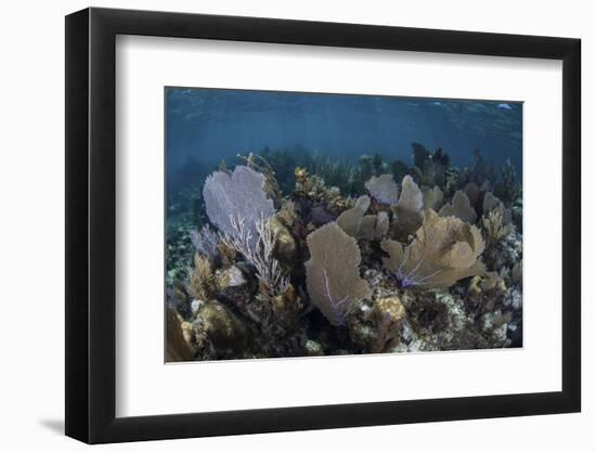 Gorgonians Grow in Shallow Water Off Turneffe Atoll in Belize-Stocktrek Images-Framed Photographic Print