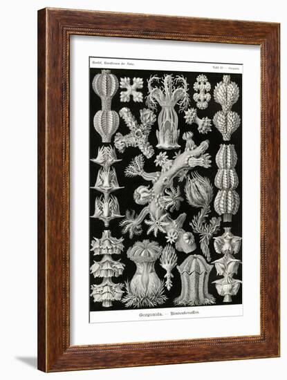 Gorgonida-Ernst Haeckel-Framed Art Print