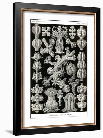 Gorgonida-Ernst Haeckel-Framed Art Print