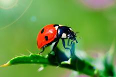 Ladybug-gorielov-Photographic Print