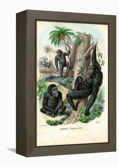 Gorilla, 1863-79-Raimundo Petraroja-Framed Premier Image Canvas