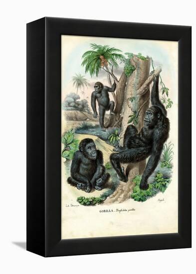 Gorilla, 1863-79-Raimundo Petraroja-Framed Premier Image Canvas