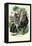 Gorilla, 1863-79-Raimundo Petraroja-Framed Premier Image Canvas