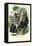 Gorilla, 1863-79-Raimundo Petraroja-Framed Premier Image Canvas