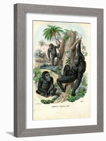 Gorilla, 1863-79-Raimundo Petraroja-Framed Giclee Print