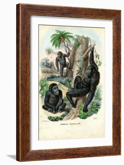 Gorilla, 1863-79-Raimundo Petraroja-Framed Giclee Print