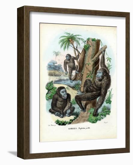 Gorilla, 1863-79-Raimundo Petraroja-Framed Giclee Print