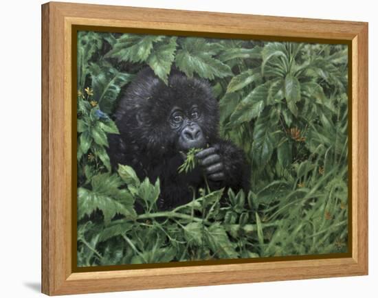 Gorilla 1-Michael Jackson-Framed Premier Image Canvas