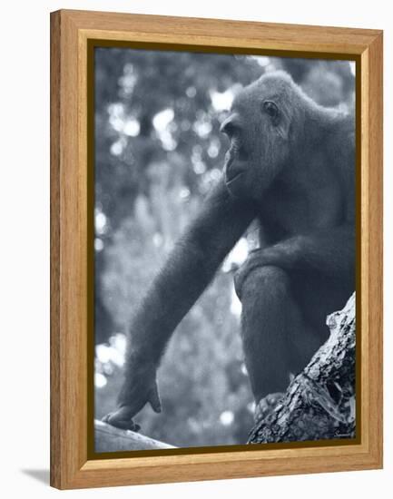 Gorilla 2-Gordon Semmens-Framed Premier Image Canvas