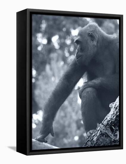 Gorilla 2-Gordon Semmens-Framed Premier Image Canvas