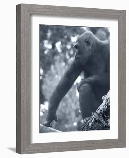 Gorilla 2-Gordon Semmens-Framed Photographic Print