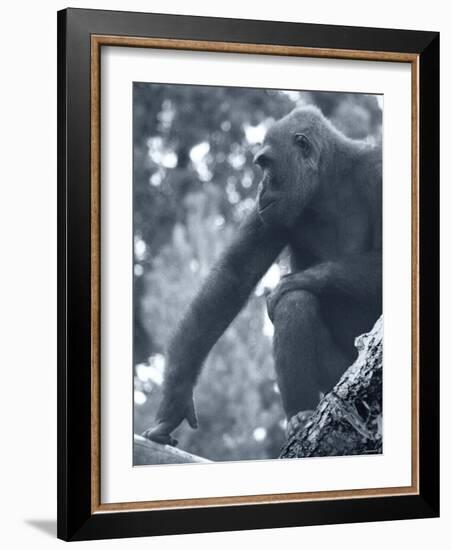 Gorilla 2-Gordon Semmens-Framed Photographic Print