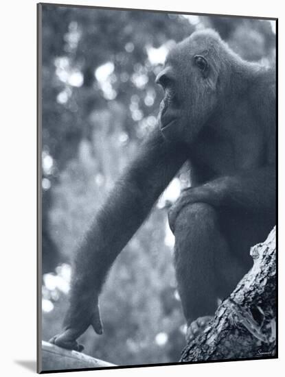 Gorilla 2-Gordon Semmens-Mounted Photographic Print