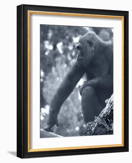 Gorilla 2-Gordon Semmens-Framed Photographic Print