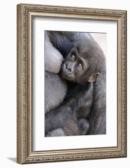 Gorilla Baby, Gorilla Mother-Ronald Wittek-Framed Photographic Print