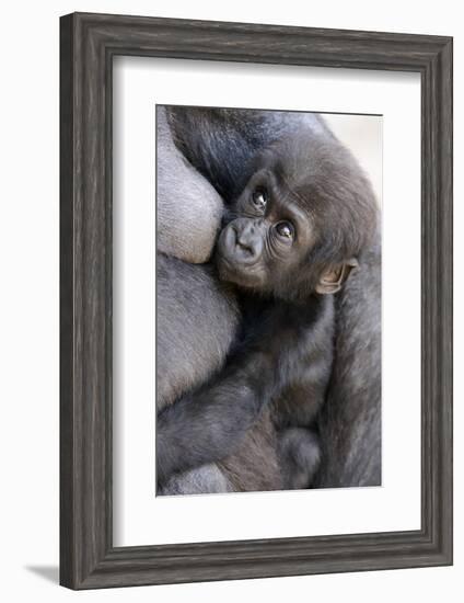 Gorilla Baby, Gorilla Mother-Ronald Wittek-Framed Photographic Print