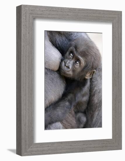 Gorilla Baby, Gorilla Mother-Ronald Wittek-Framed Photographic Print