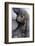 Gorilla Baby, Gorilla Mother-Ronald Wittek-Framed Photographic Print