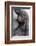 Gorilla Baby, Gorilla Mother-Ronald Wittek-Framed Photographic Print