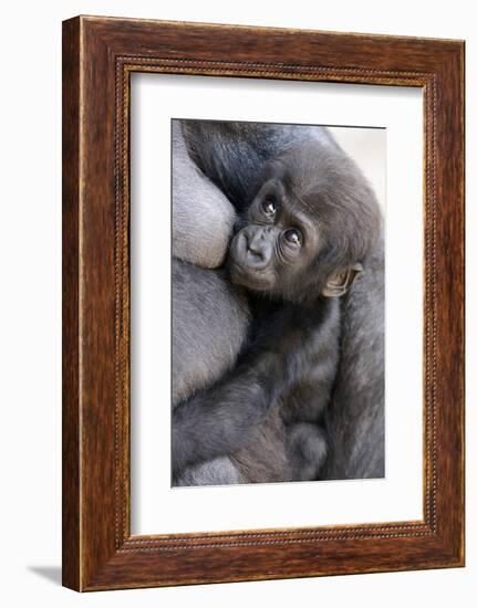 Gorilla Baby, Gorilla Mother-Ronald Wittek-Framed Photographic Print