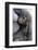 Gorilla Baby, Gorilla Mother-Ronald Wittek-Framed Photographic Print