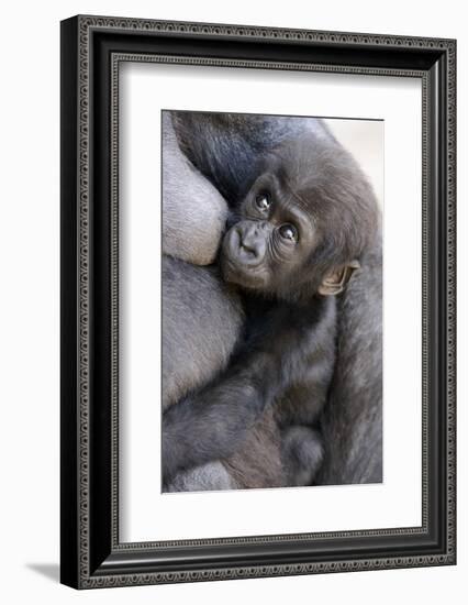 Gorilla Baby, Gorilla Mother-Ronald Wittek-Framed Photographic Print