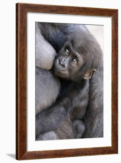 Gorilla Baby, Gorilla Mother-Ronald Wittek-Framed Photographic Print