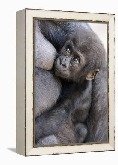 Gorilla Baby, Gorilla Mother-Ronald Wittek-Framed Premier Image Canvas