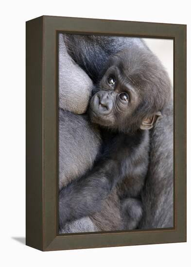 Gorilla Baby, Gorilla Mother-Ronald Wittek-Framed Premier Image Canvas