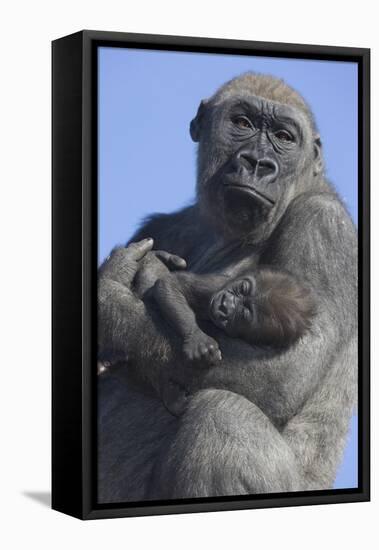 Gorilla Cradling Baby-DLILLC-Framed Premier Image Canvas