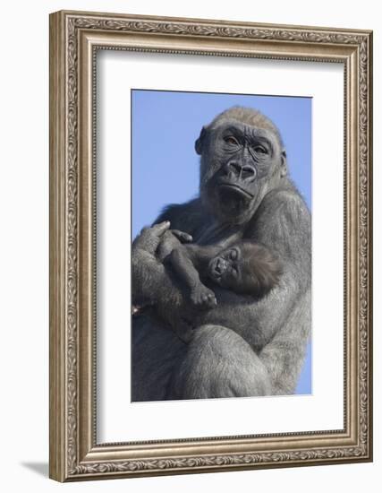 Gorilla Cradling Baby-DLILLC-Framed Photographic Print