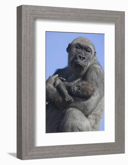 Gorilla Cradling Baby-DLILLC-Framed Photographic Print