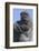 Gorilla Cradling Baby-DLILLC-Framed Photographic Print