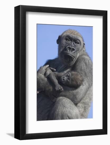 Gorilla Cradling Baby-DLILLC-Framed Photographic Print